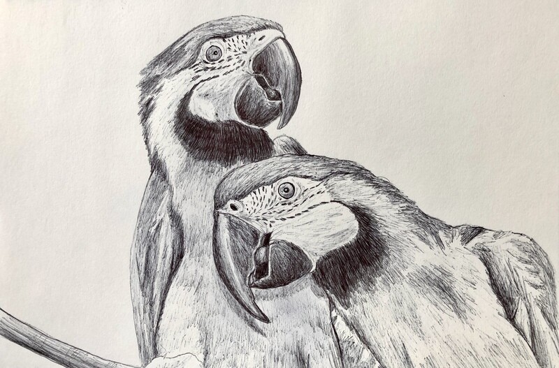 Drawing Parrots in Biro