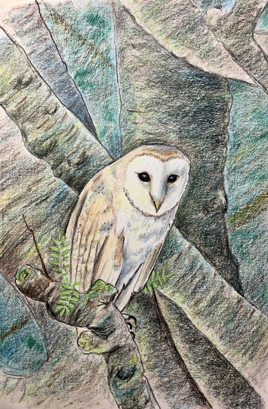 Barn Owl in Coloured Pencil