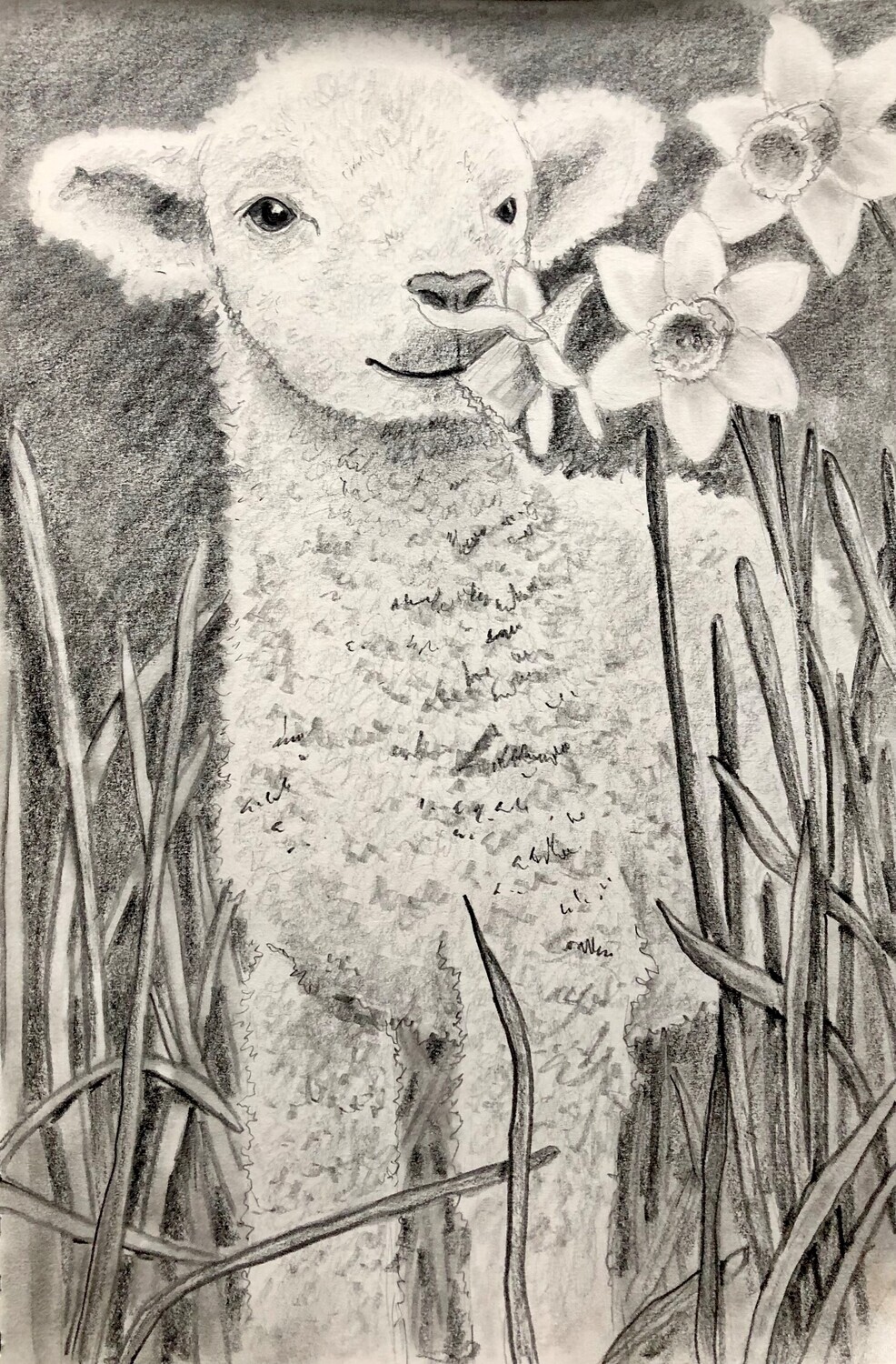 Little Lamb and a Daffodil in Pencil
