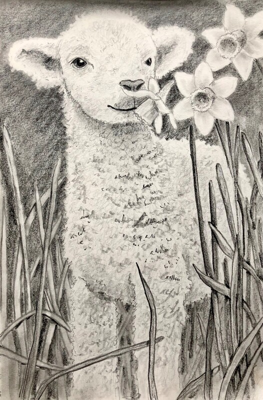 Little Lamb and a Daffodil in Pencil