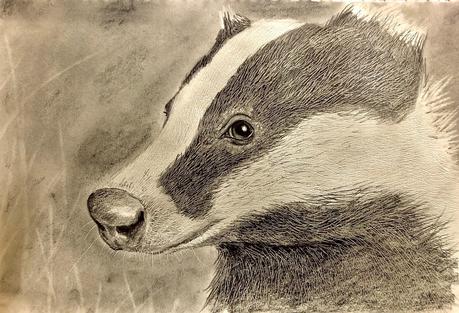 Badger Head in Pencil