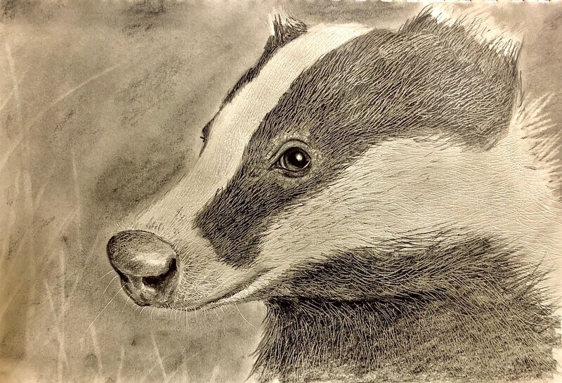 Badger Head in Pencil