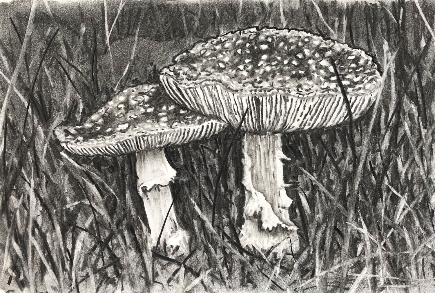 Toadstools in Charcoal