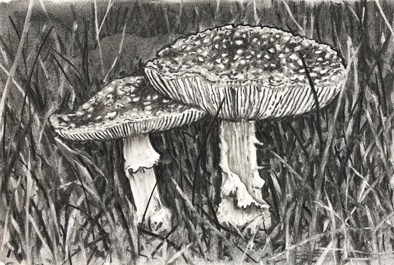 Toadstools in Charcoal