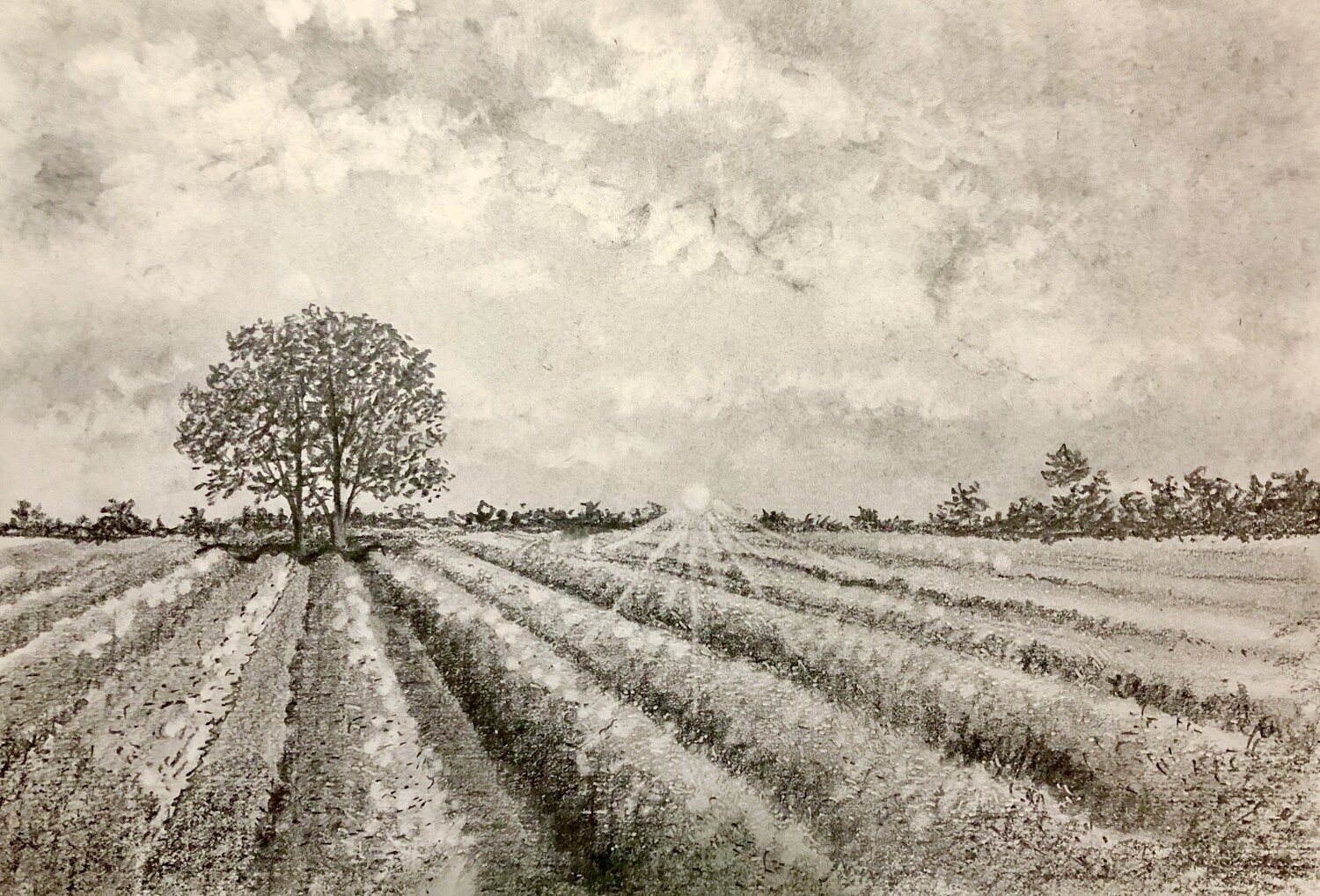 Lavender Fields at Sunset in Pencil