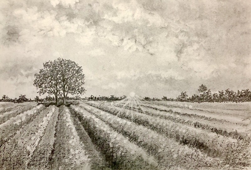 Lavender Fields at Sunset in Pencil