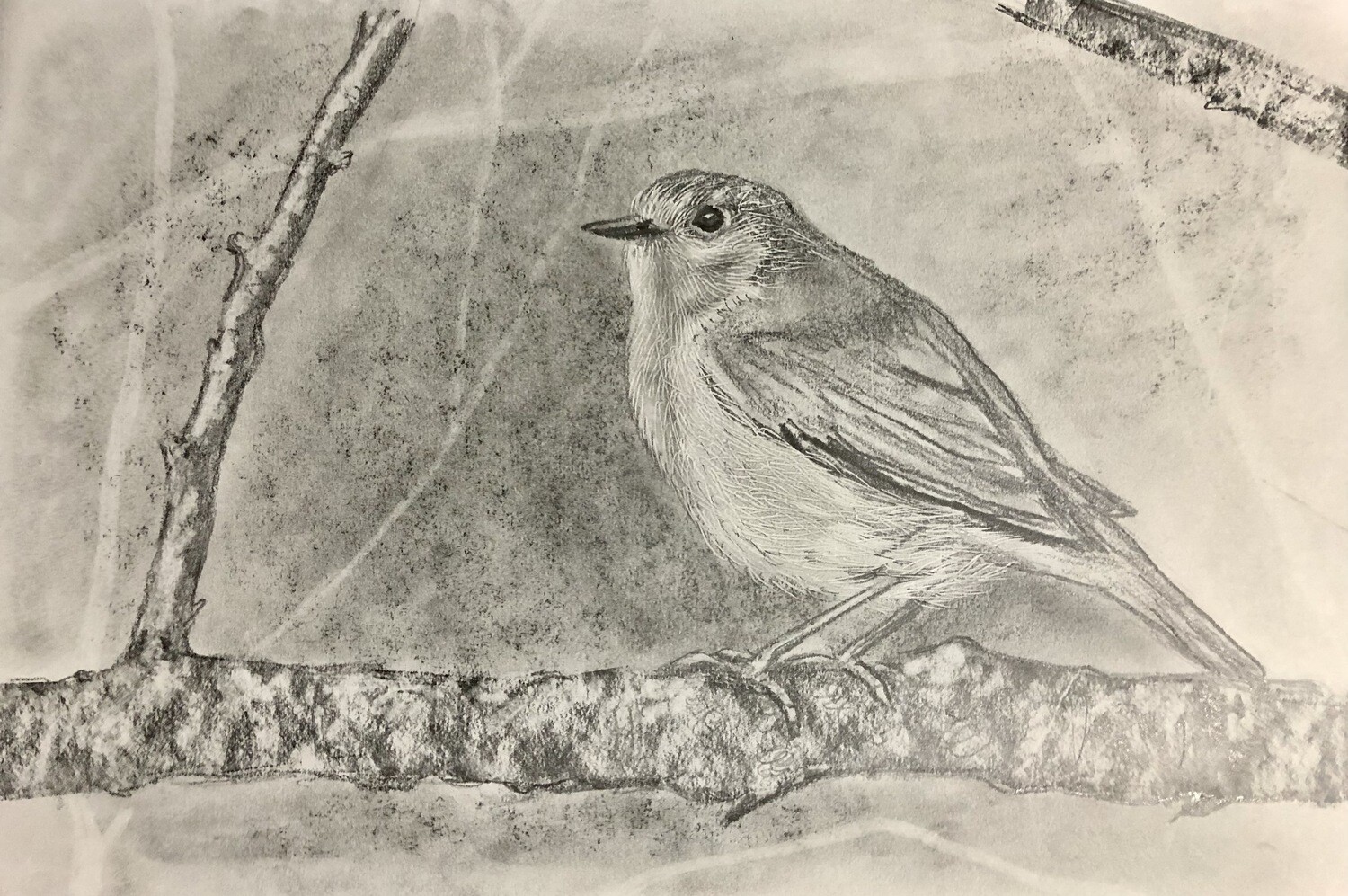 Robin in Pencil