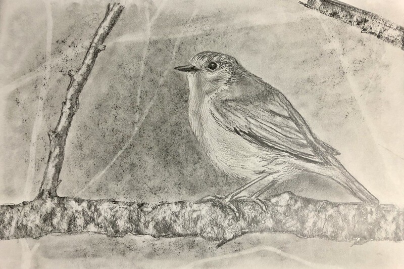 Robin in Pencil