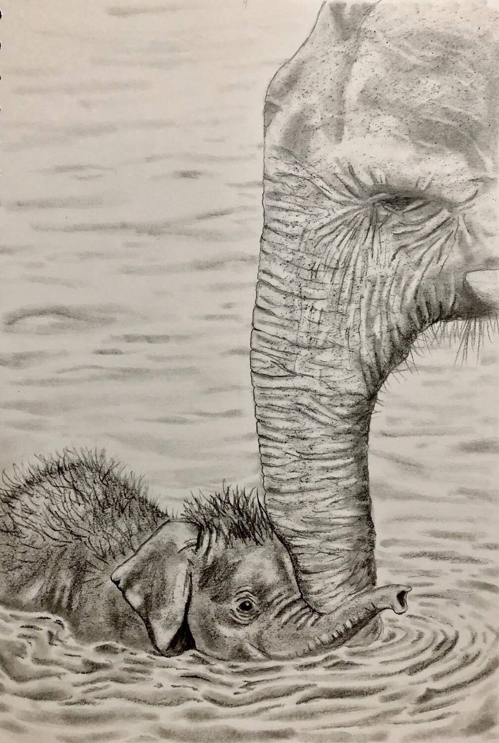 Elephant and Calf in Water in Pencil