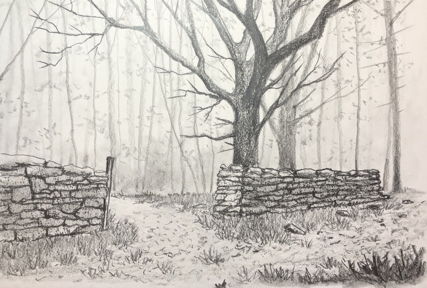 Old Wall with a Gate in a Forest in Pencil