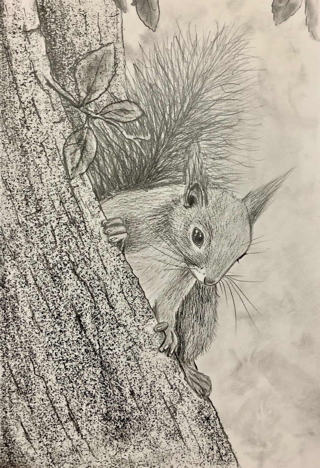 Squirrel Up a Tree in Pencil