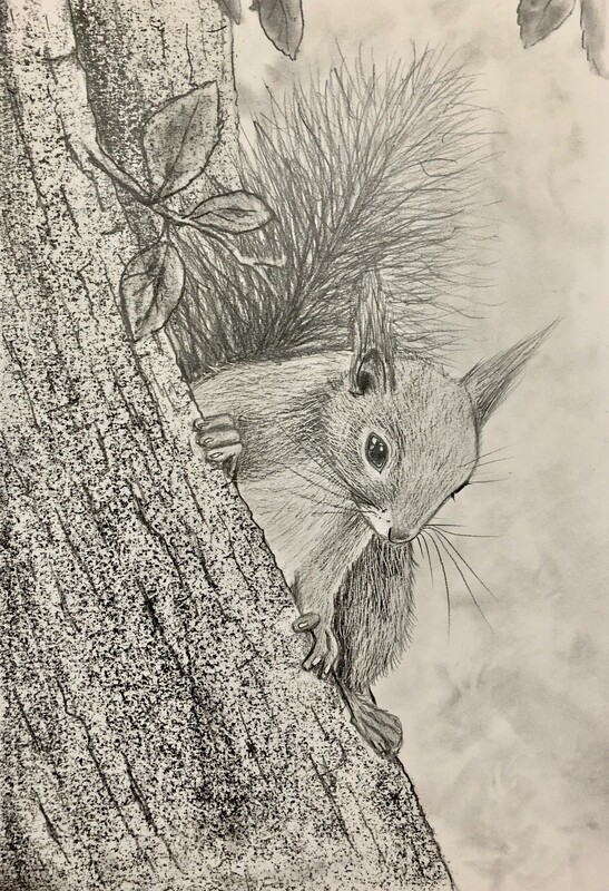 Squirrel Up a Tree in Pencil