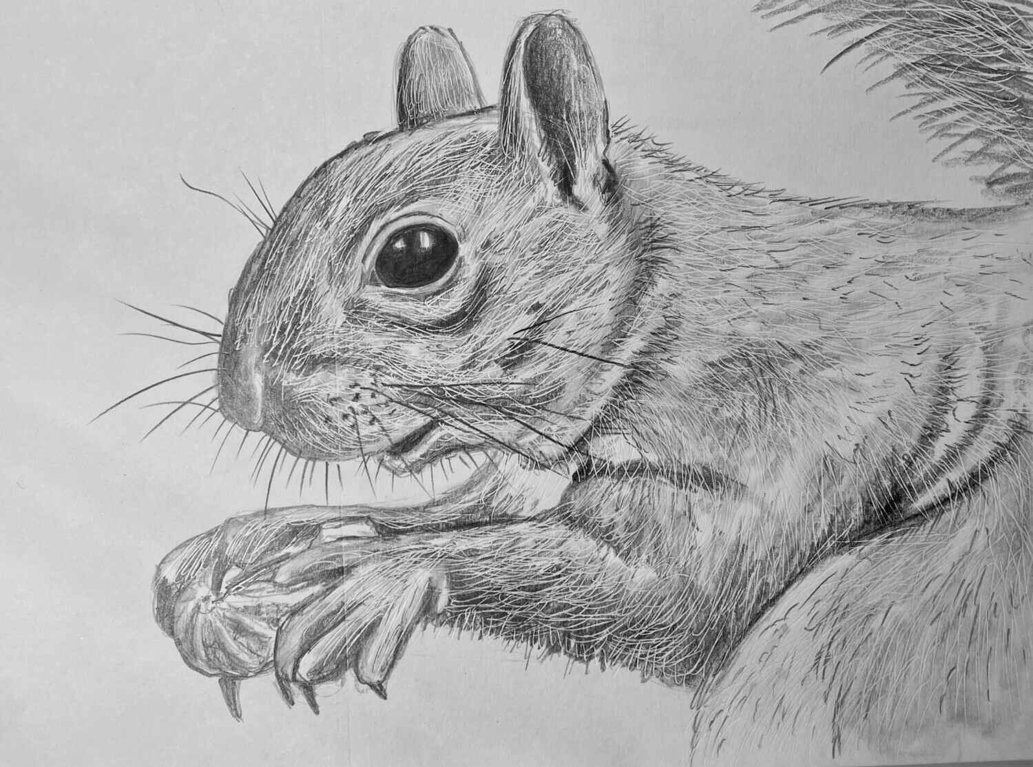 Squirrel Portrait in Pencil