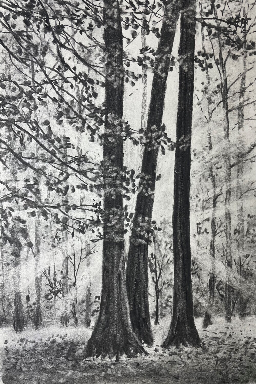 Autumn Wood with Rays of Light in Charcoal