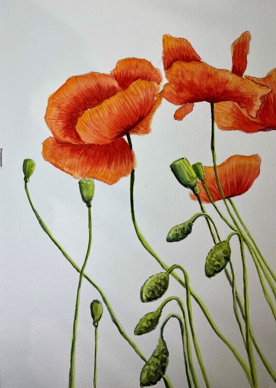 Vibrant Poppies in Watercolour
