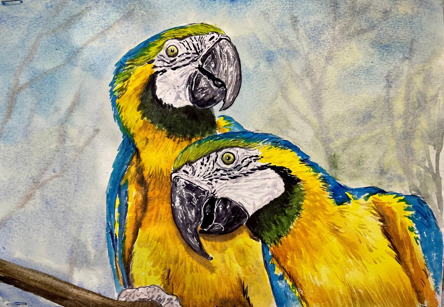 Yellow and Blue Macaw Parrots in Watercolour