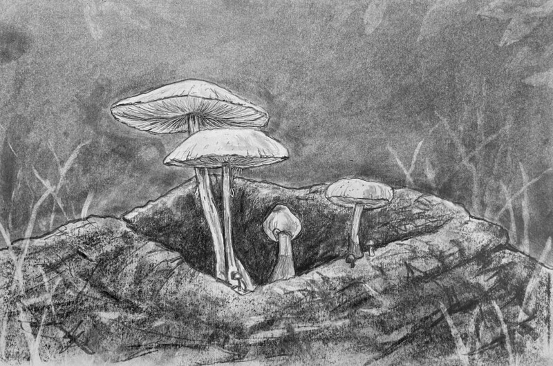 Toadstools in Pencil