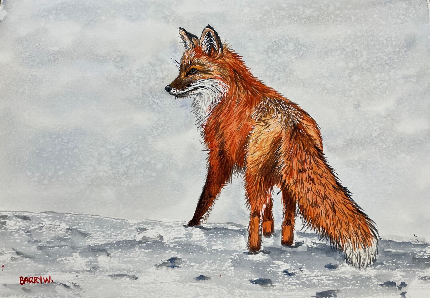 Fox in the Snow in Watercolour