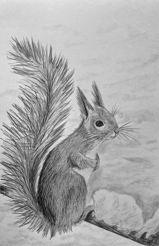 Red Squirrel in the Snow in Pencil