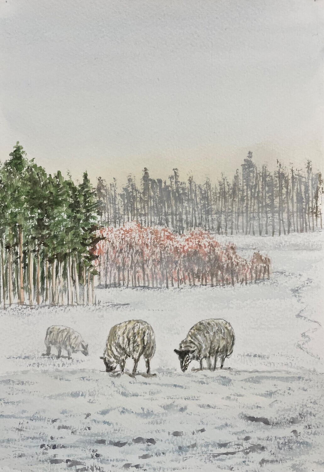Snowy Sheep at Chatsworth in Watercolour