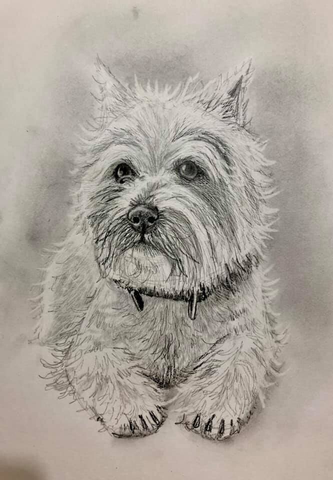 West Highland Terrier in Pencil