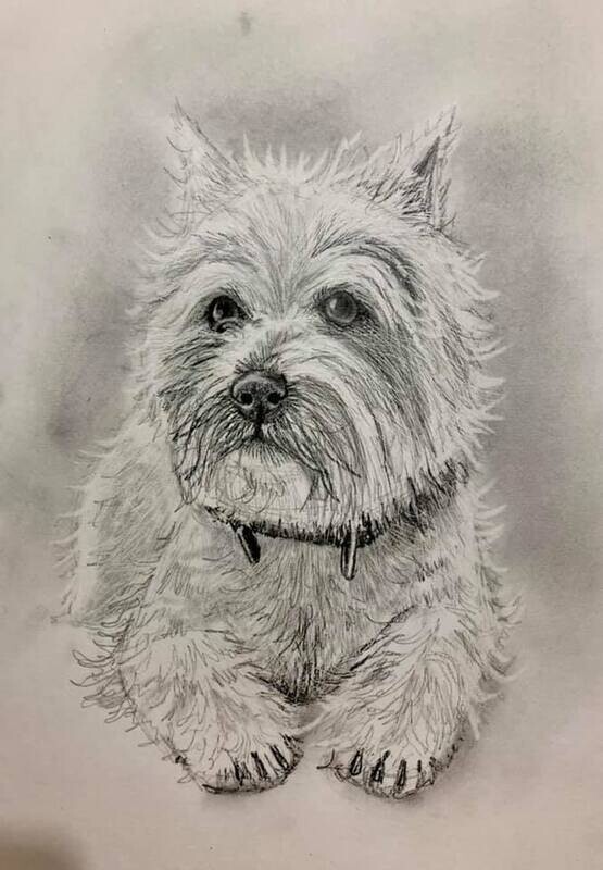 West Highland Terrier in Pencil