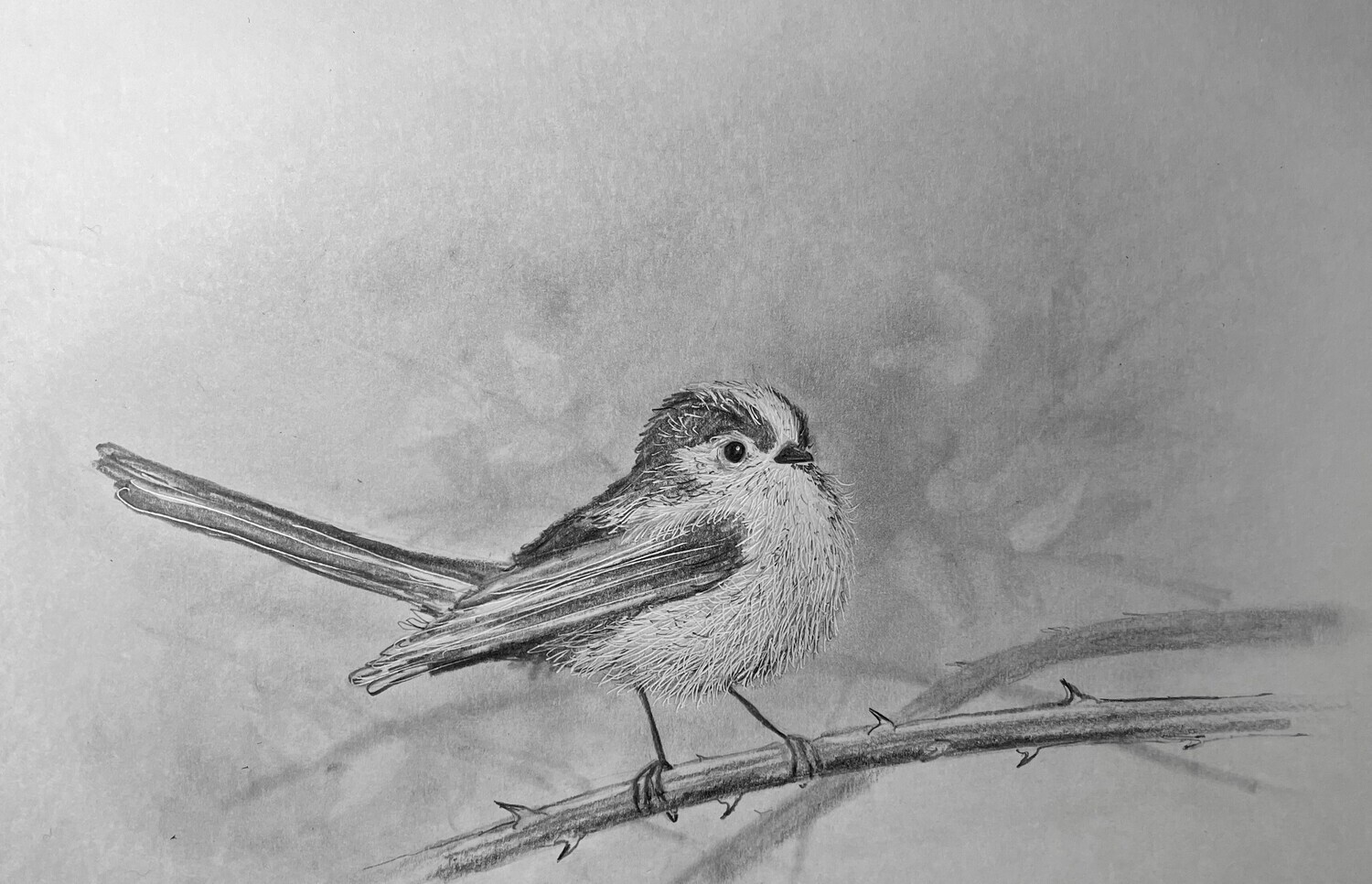 Long Tailed Tit in Pencil