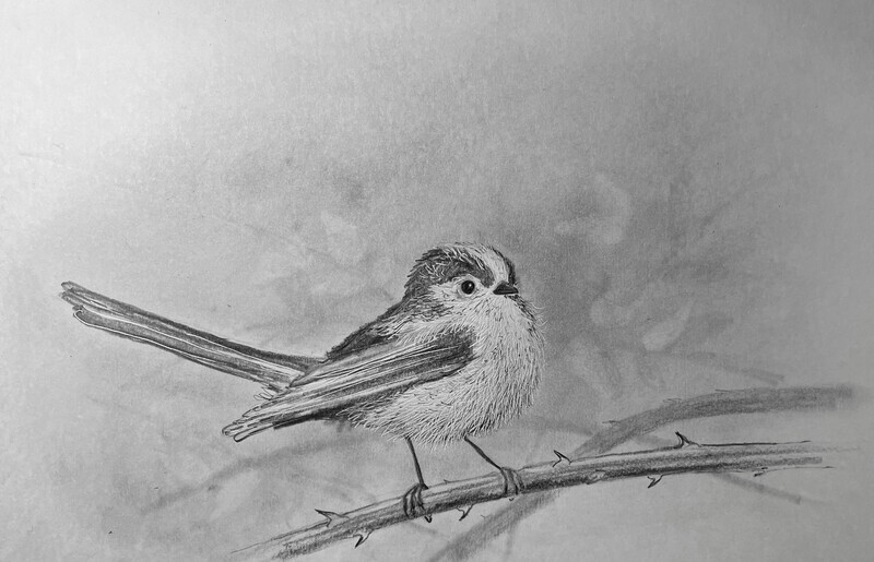 Long Tailed Tit in Pencil