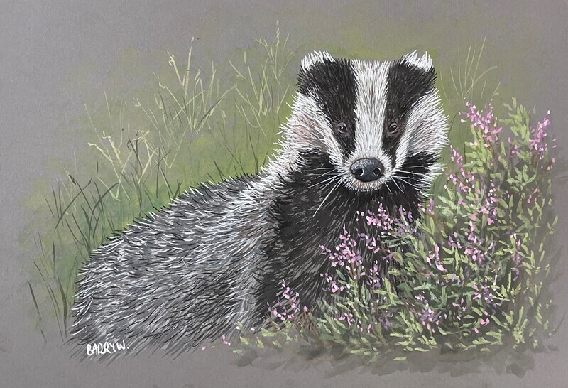 Badger in Gouache