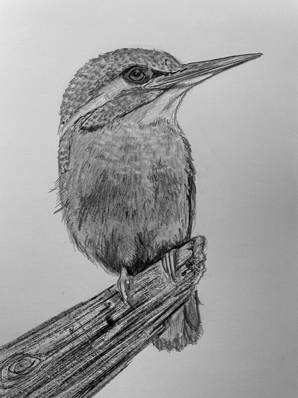 Kingfisher in Pencil