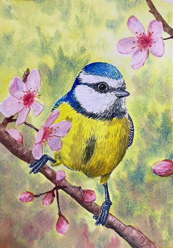 Bluetit on Blossom in Watercolour