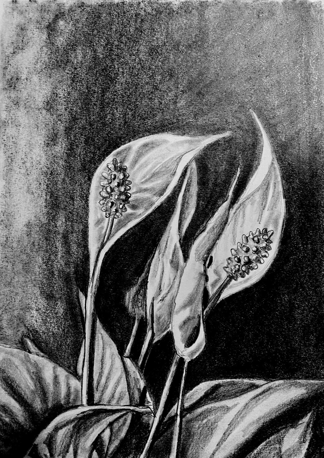 Dramatically Lit Peace Lilies in Pencil