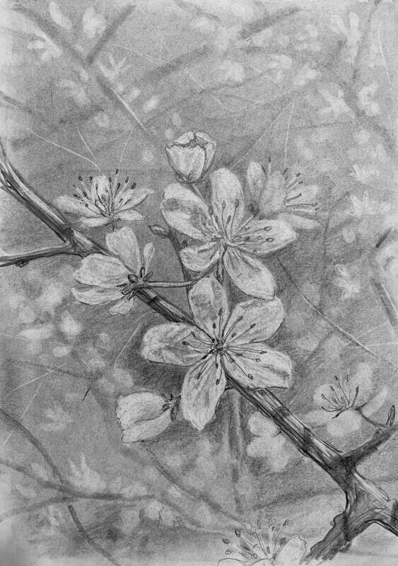 White Blossom on a Branch in Pencil