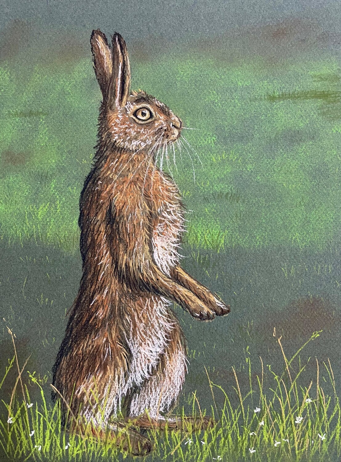 A Hare in Pastels