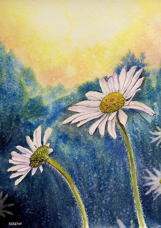 Oxeye Daisies at Sunset in Waterclour
