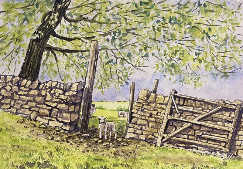 Lamb and a Dry Stone Wall in Yorkshire in Watercolour
