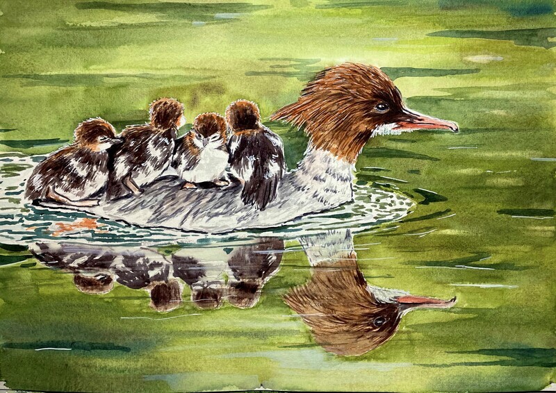 Duck and Duckling Swimming in Watercolour