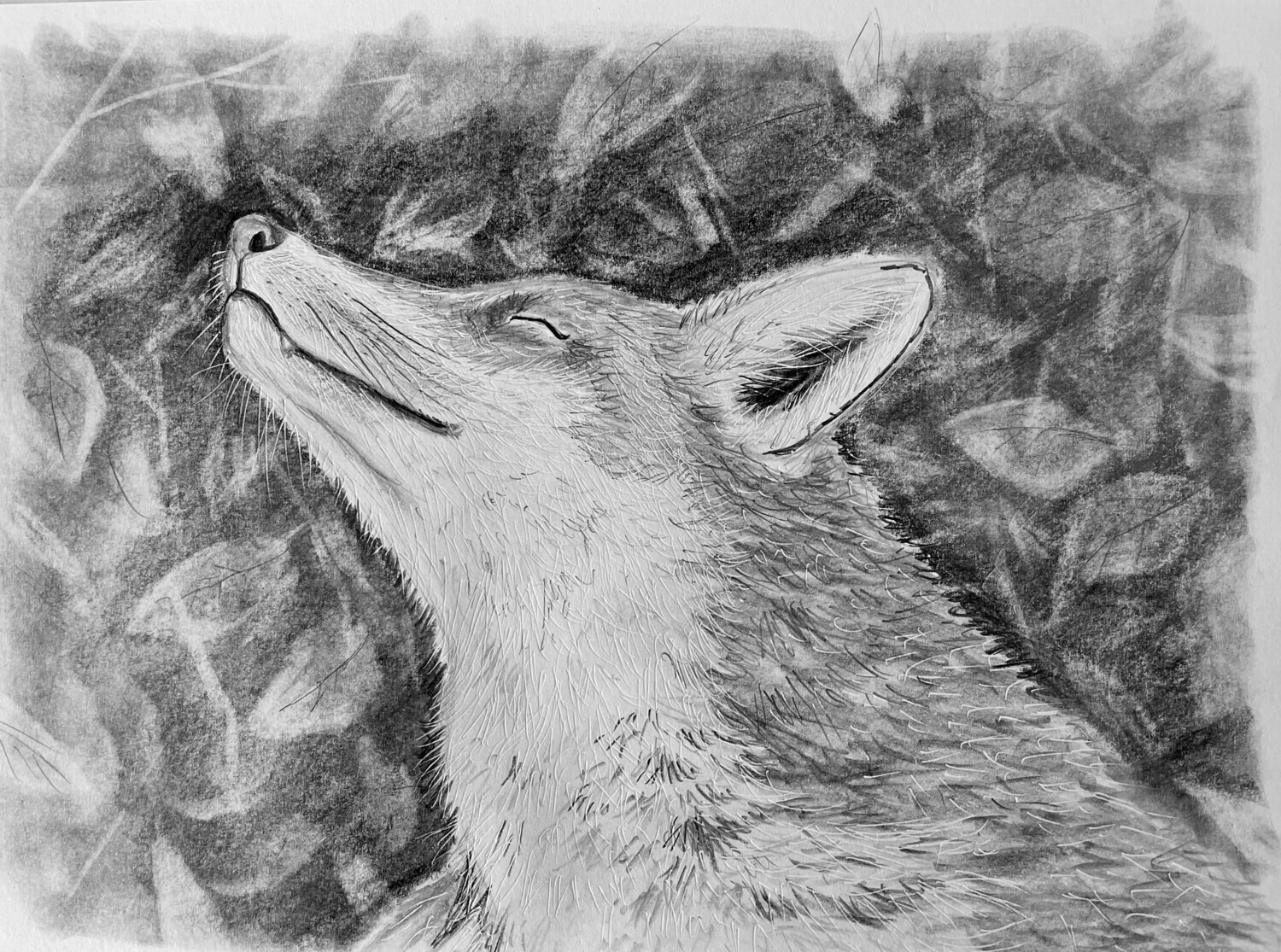 Fox Sniffing the Air in Pencil