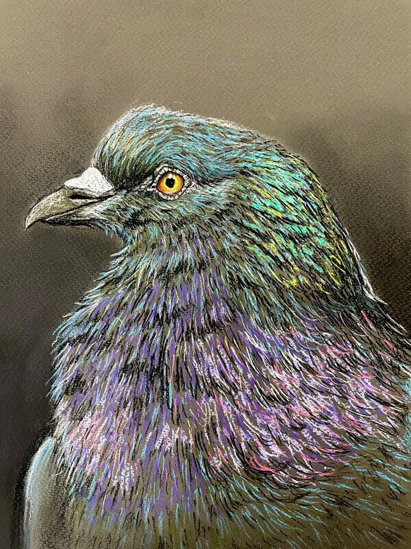 Pigeon Portrait in Pastels