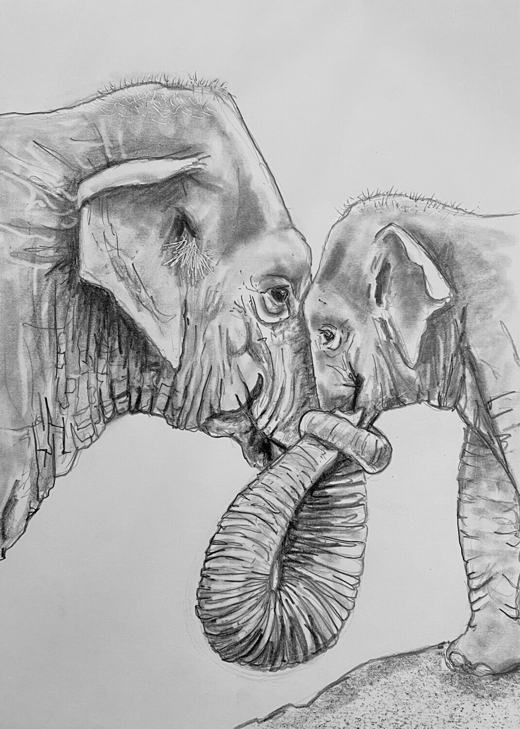 Elephants with Intertwined Trunks in Pencil