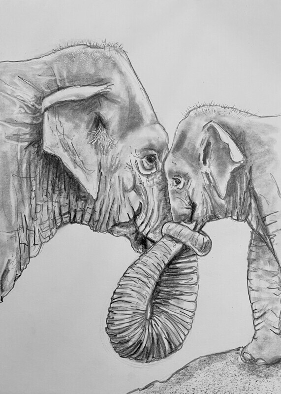 Elephants with Intertwined Trunks in Pencil