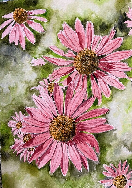 Echinacea Flowers in Watercolour