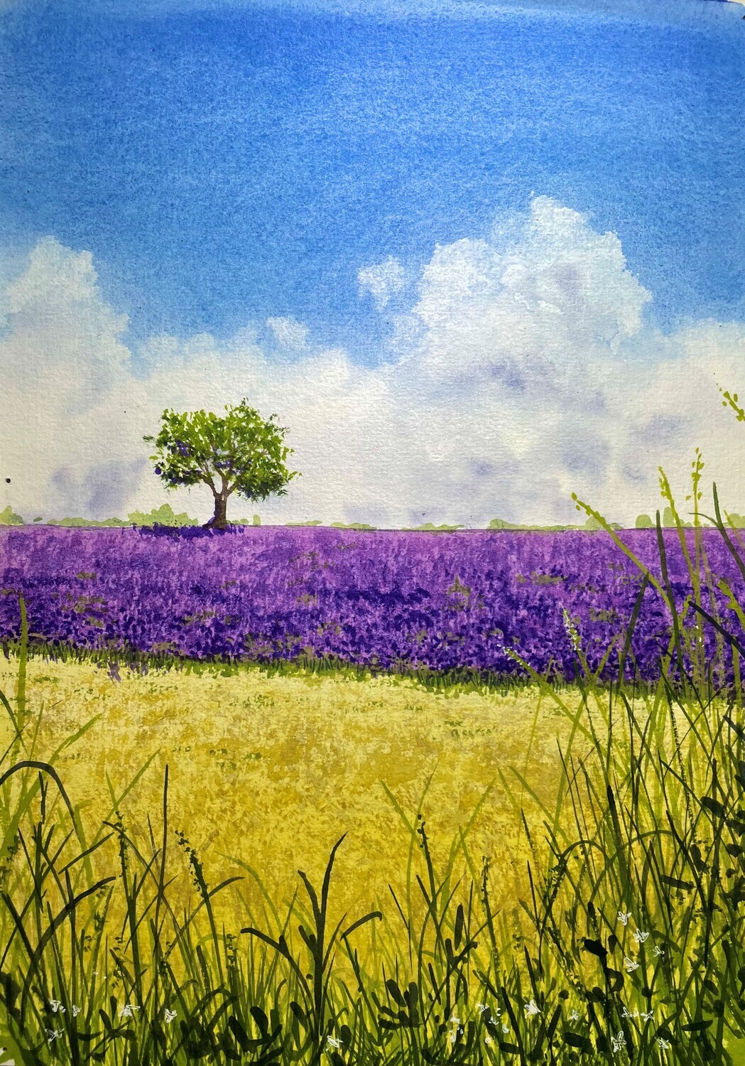 Fields of Purple and Yellow in the Sun in Watercolour