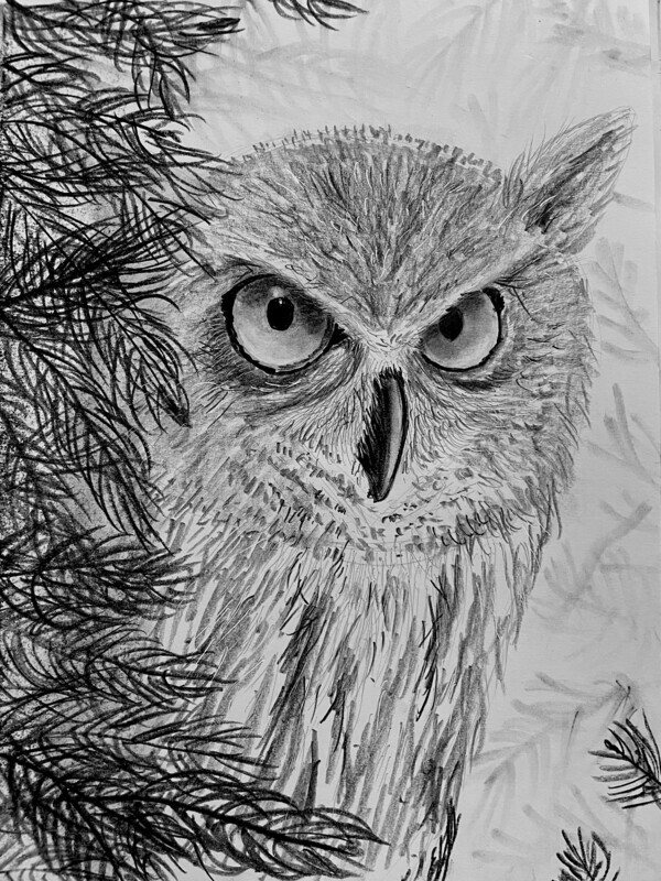 Owl Portrait in Pencil