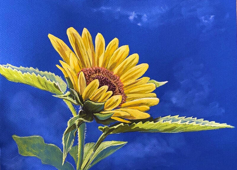 Sunflower and a Blue Sky in Gouache