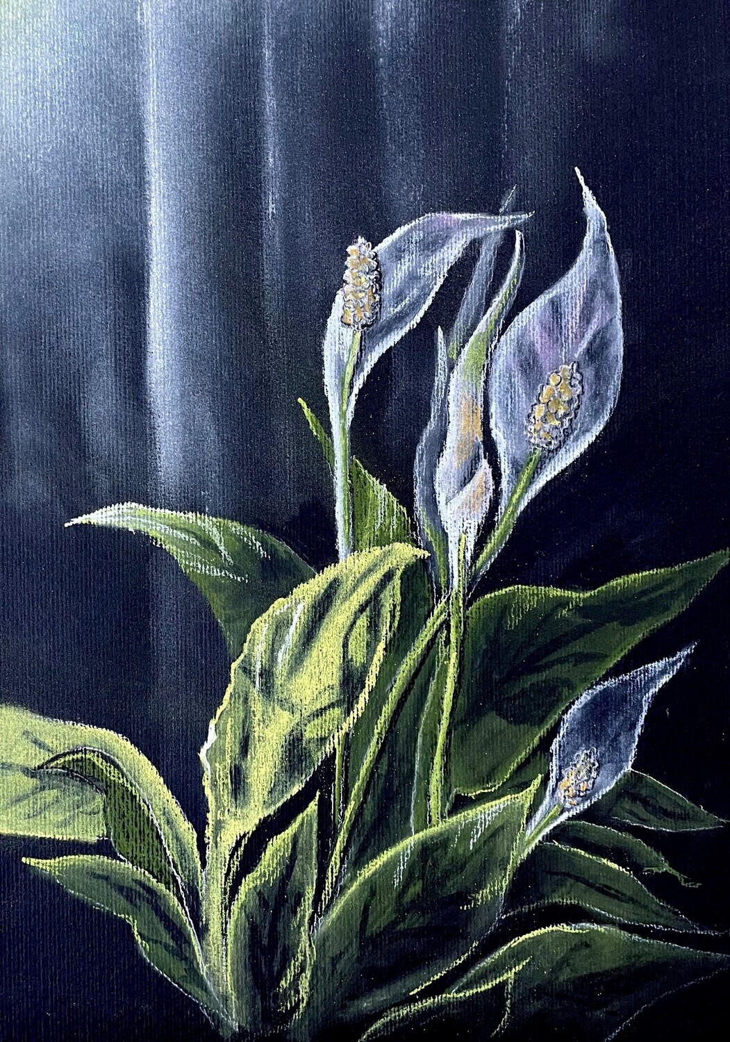 Peace Lilies in Sunlight in Pastels