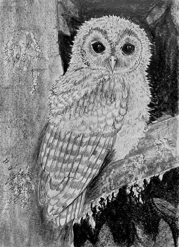 A Cute Owl in Pencil