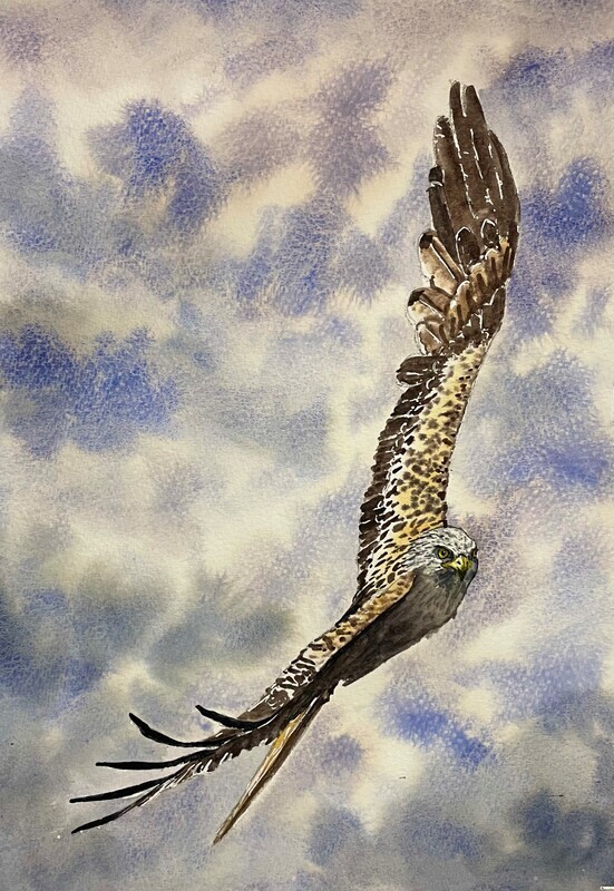 Red Kite in Flight in Watercolour