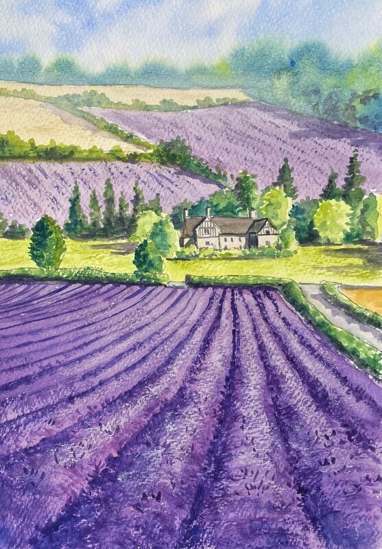 Lavender Fields in Watercolour