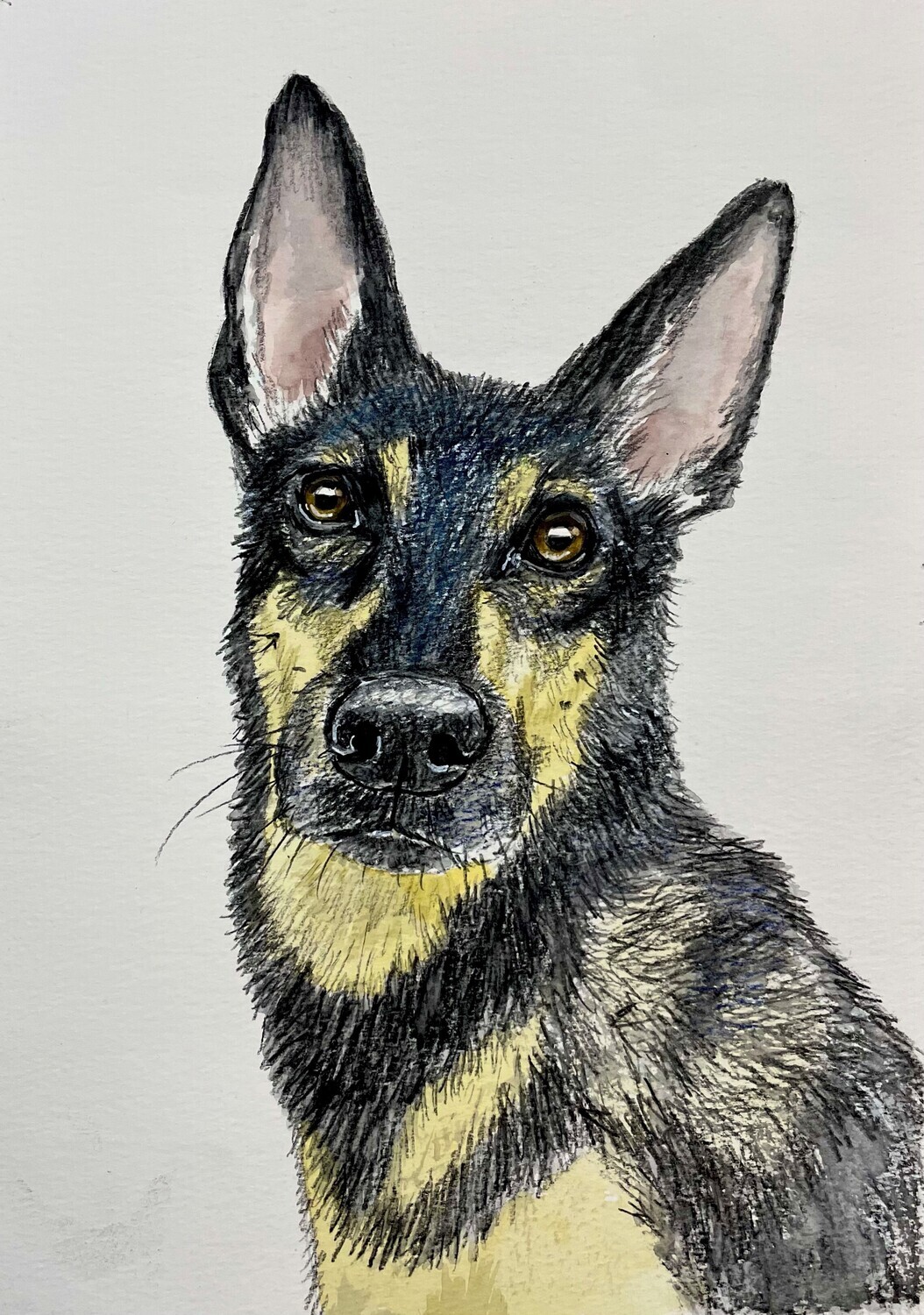 A Portrait Of A Dog in Watercolour Pencils